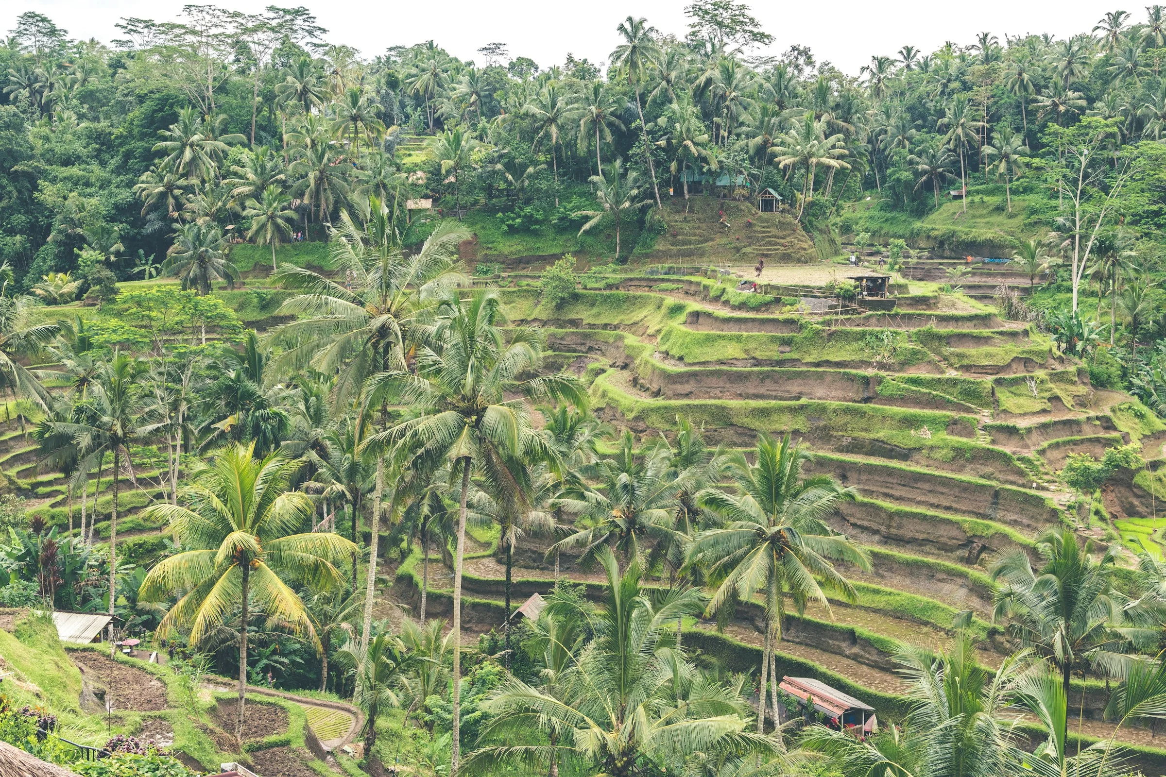 Risaie terrazzate e palme nella valle di Tegallalang, Bali