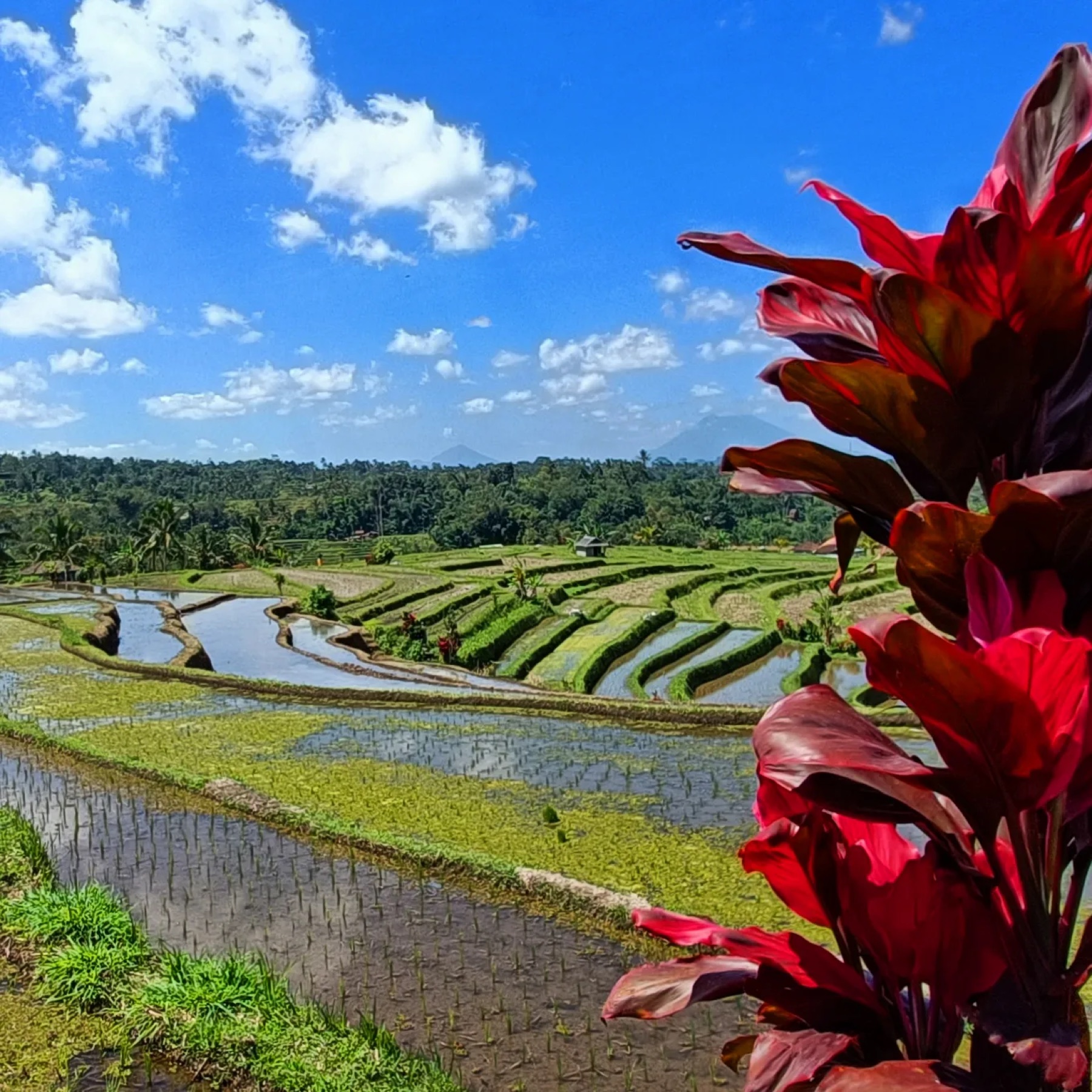 Risaie terrazzate a Bali, con fiori rossi in primo piano